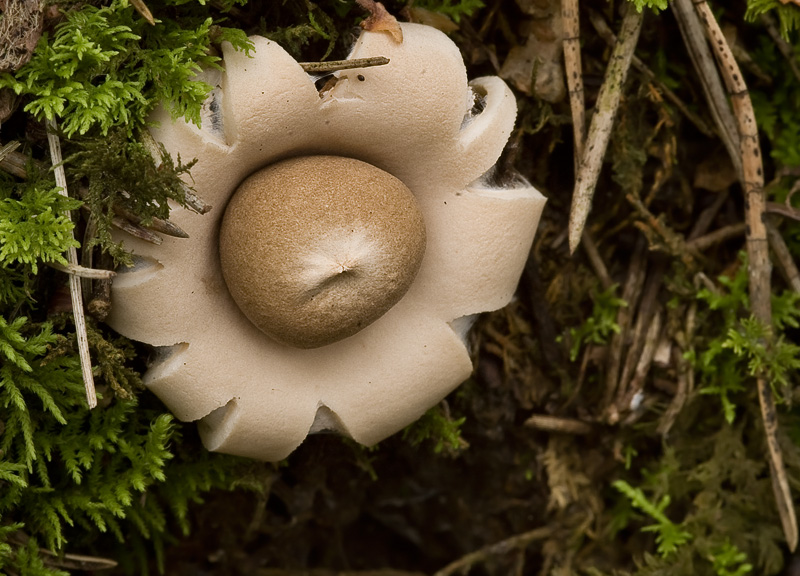 Geastrum fimbriatum